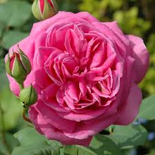 Pink Roses